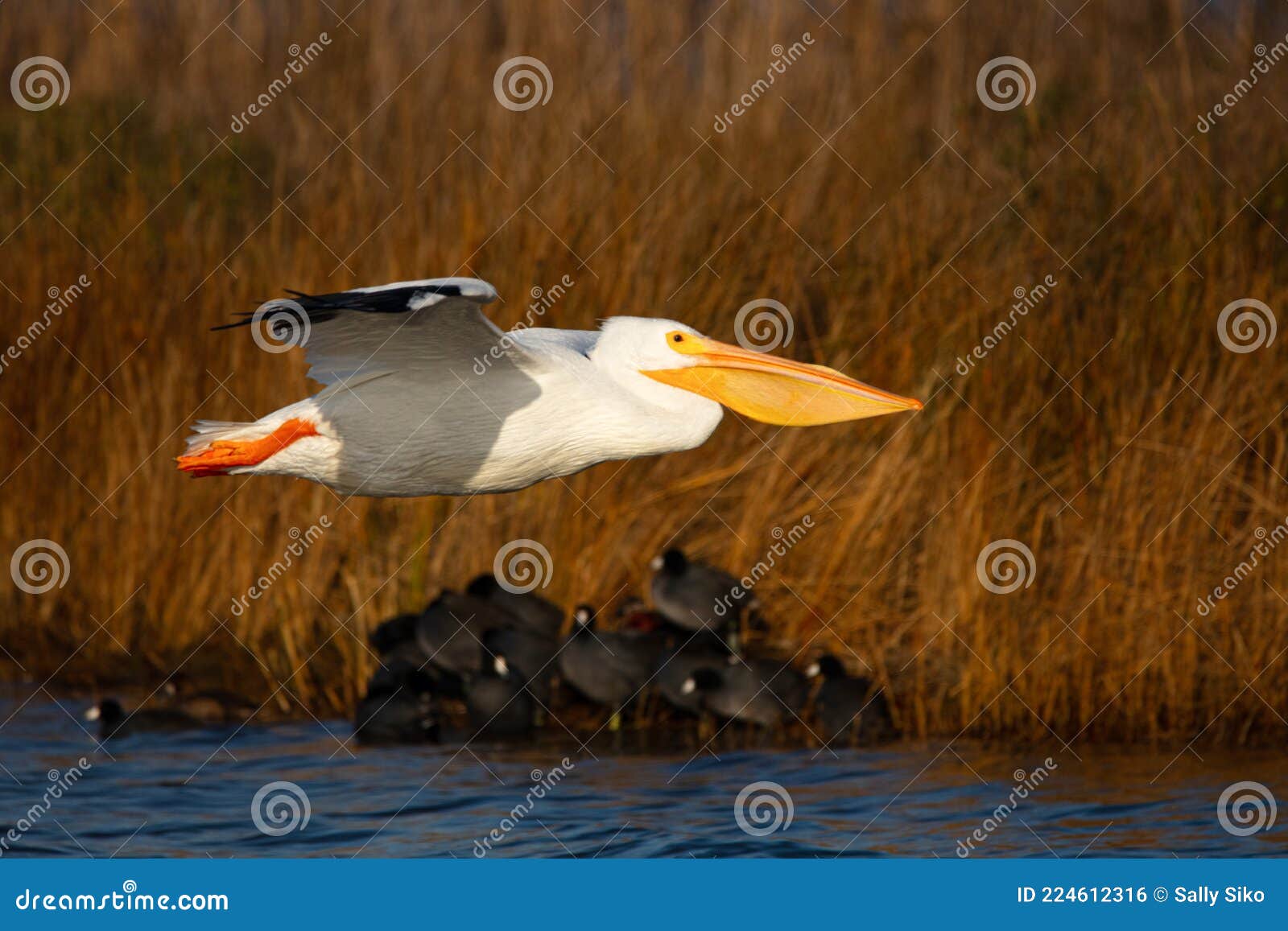 american white pelican pea island nwr obx north carolina